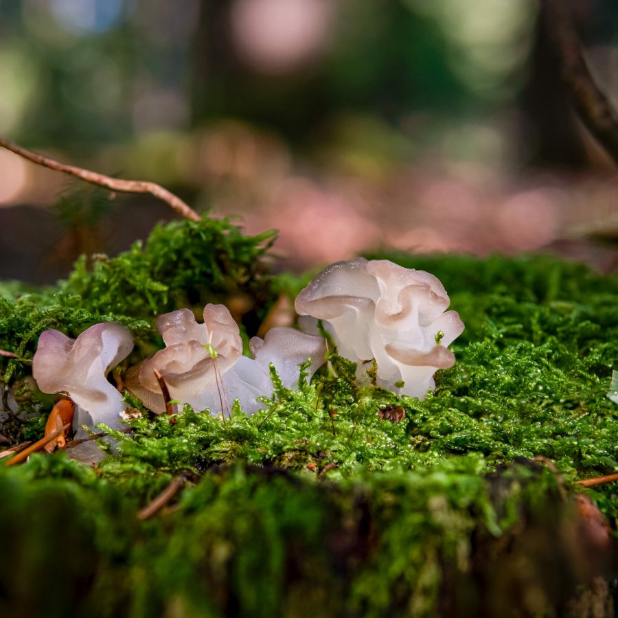 Tremella mesenterica (common names include yellow brain, golden jelly fungus, yellow trembler, and witches' butter[2]) is a common jelly fungus in the family Tremellaceae of the Agaricomycotina.